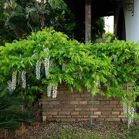 Del Ruach בית נופש *